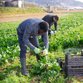 What is Organic Farming?