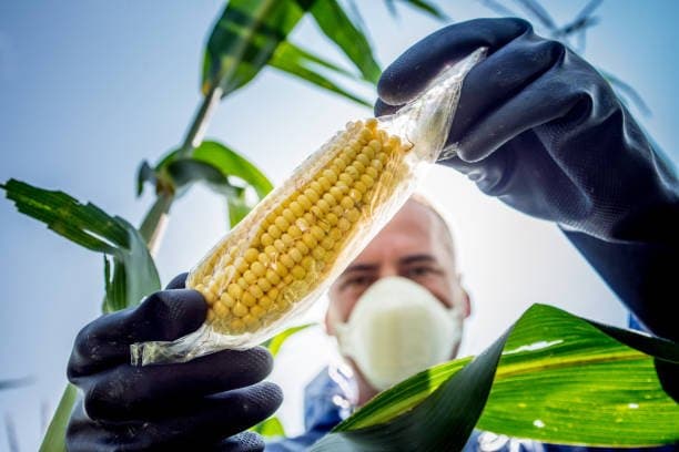 GMOs in Nigeria: What You Need to Know About the Growing Controversy